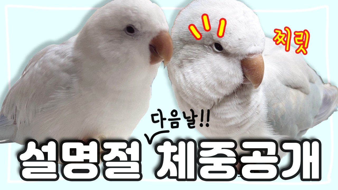 [러블리다다즈] 설 명절!! 치팅치팅...?! 한 앵무새 다올이 다복이 체중공개!!