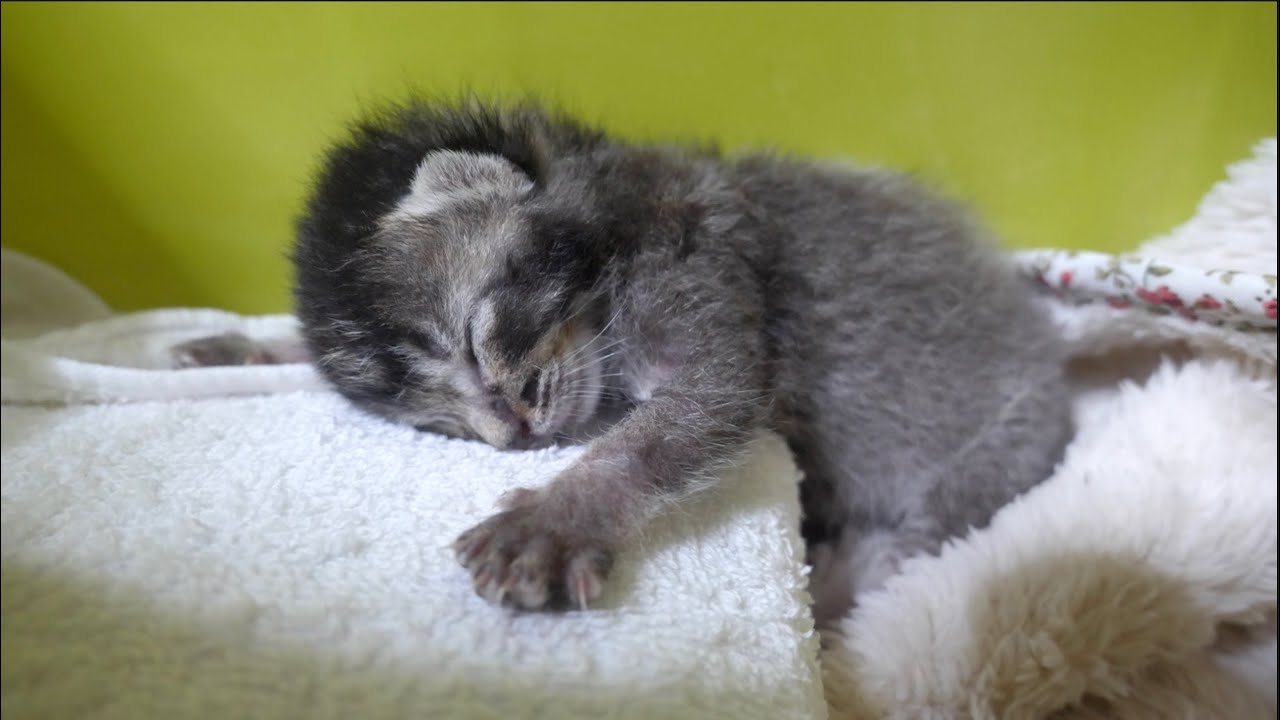 【保護猫】ミルクを飲んで満足げに寝る赤ちゃん子猫【保護子猫】