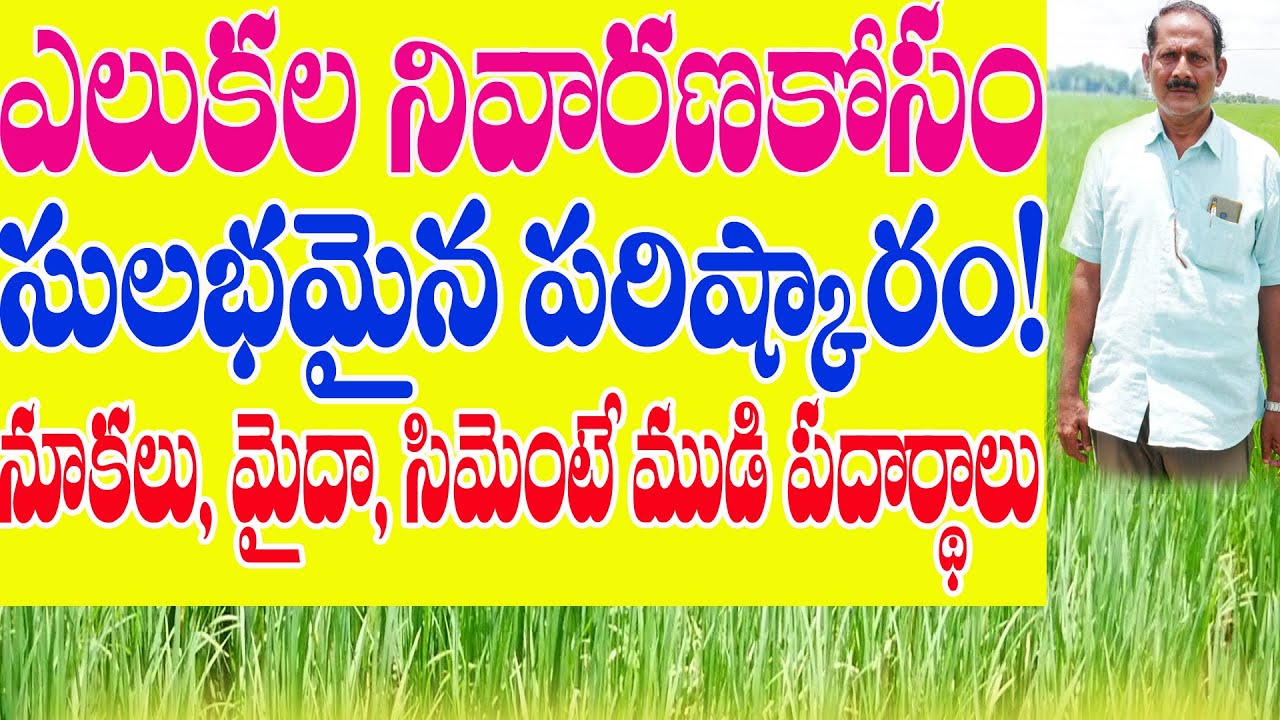 E36 | వరిలో ఎలుకల నివారణ సులభం | Simple method to control rats in paddy | @GramaBazaar