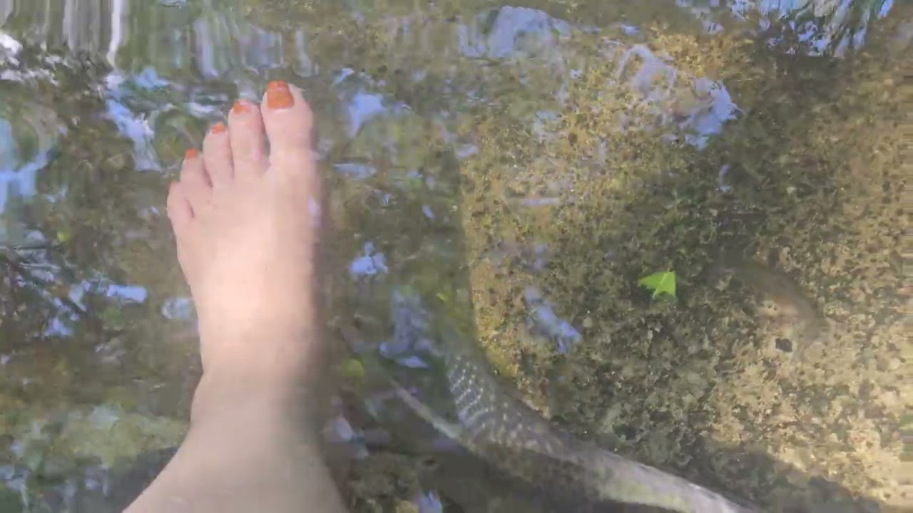 BALITE TREE (FISH SPA) CAMPALANAS LAZI SIQUIJOR ##HIGHLIGHTS ##TRAVEL #PHILIPPINES 
