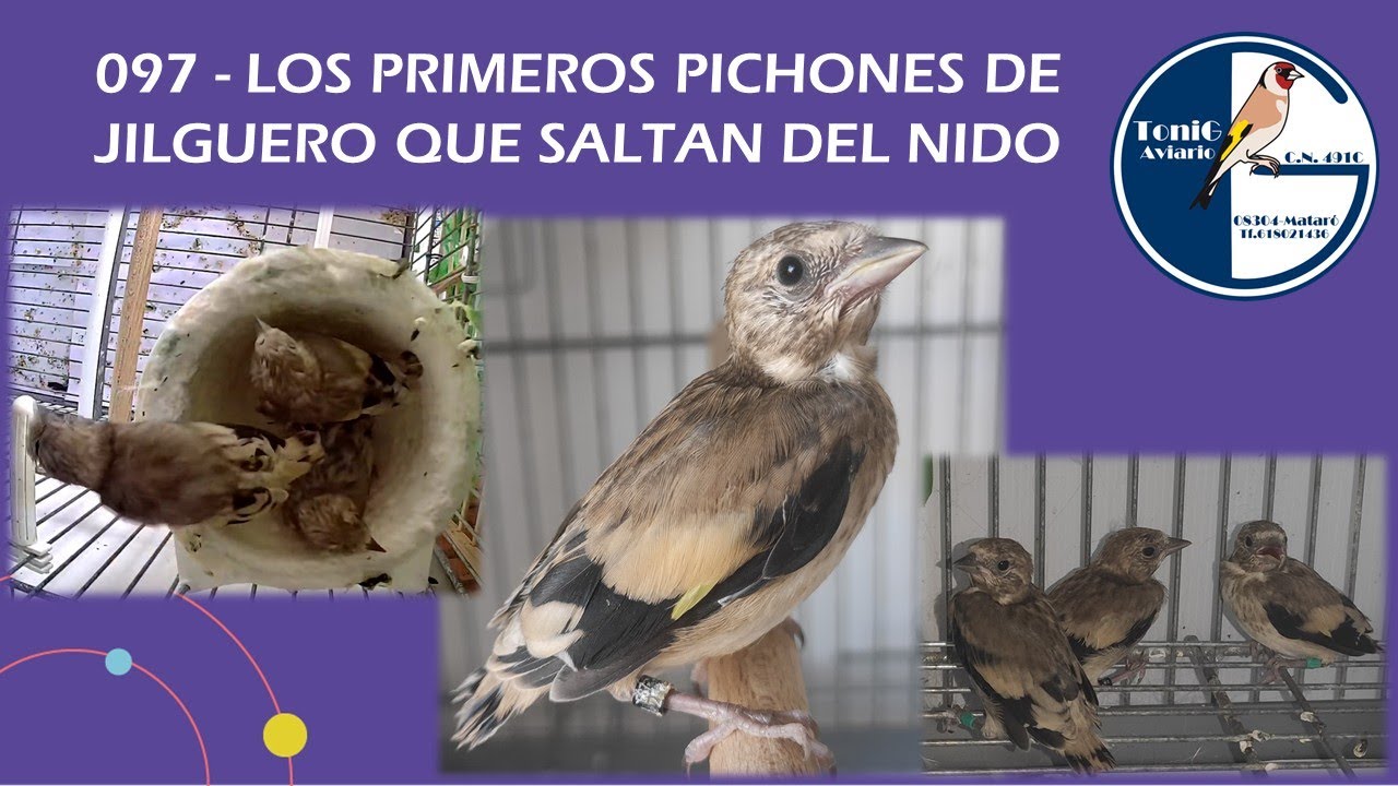 097 LOS PRIMEROS PICHONES DE JILGUERO QUE SALTAN DEL NIDO