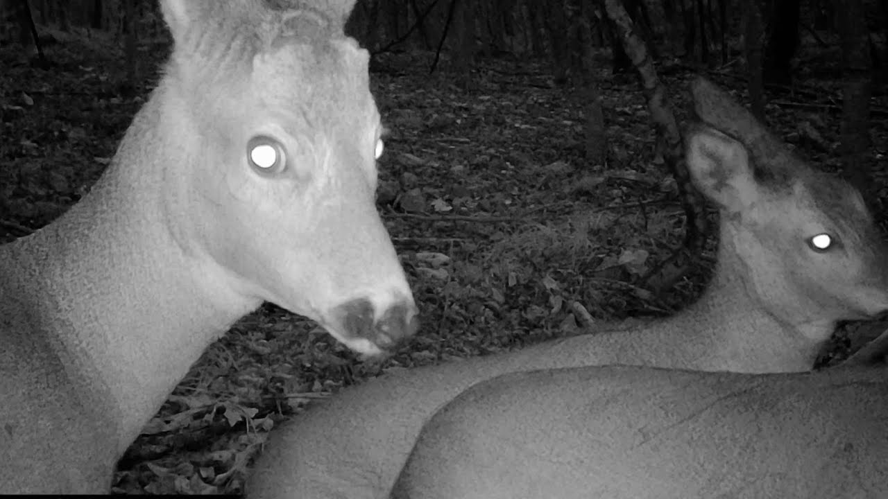 Probabile predazione‼️ Lupo su capriolo - guarda fino alla fine🐺