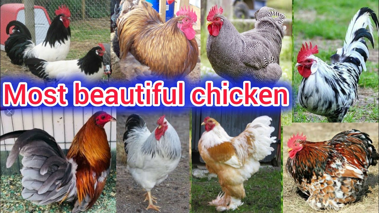 Most beautiful fancy and layers hens in the world || top 10 most beautiful chicken breeds