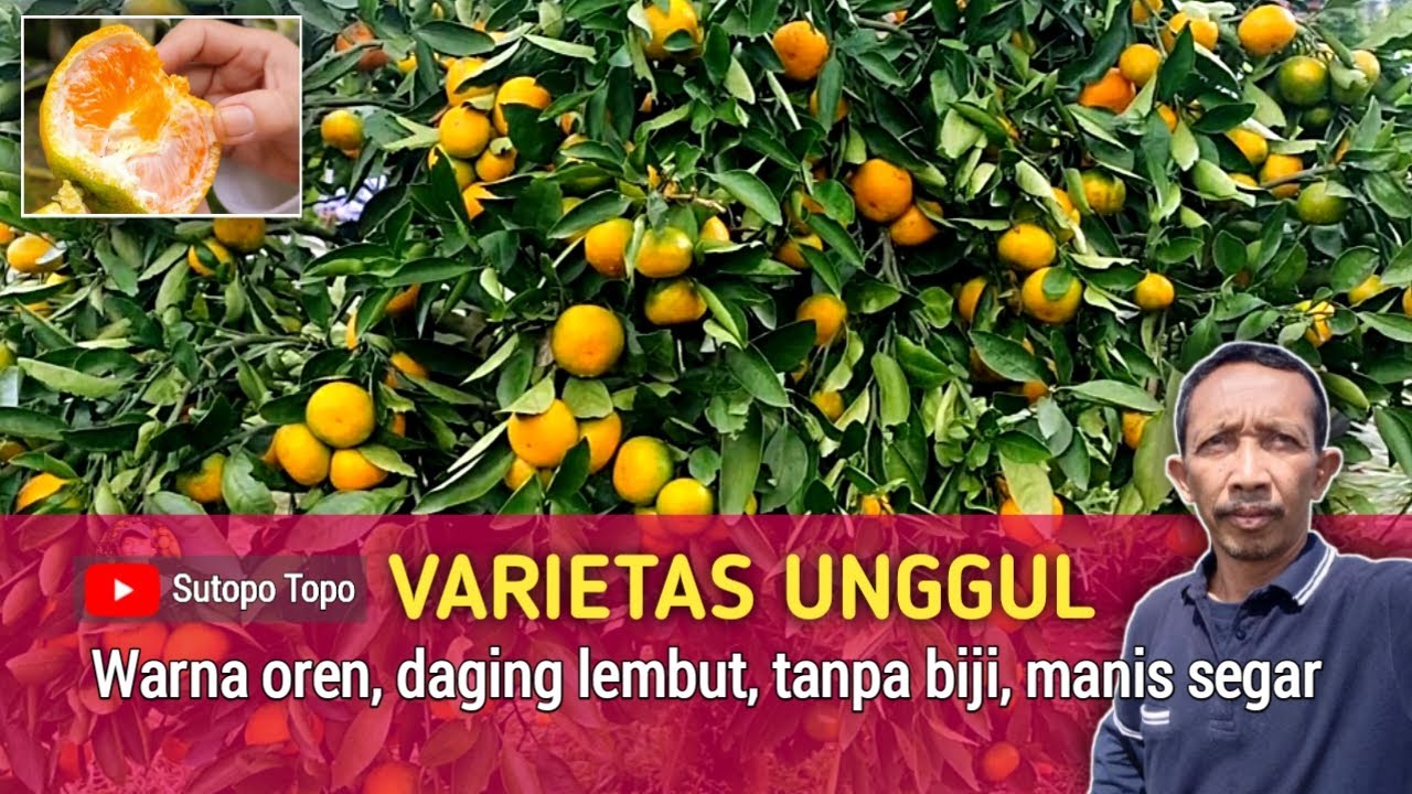 CRIFTA-01 VARIETAS JERUK UNGGUL YANG POTENSIAL UNTUK SUPER MARKET & EKSPOR