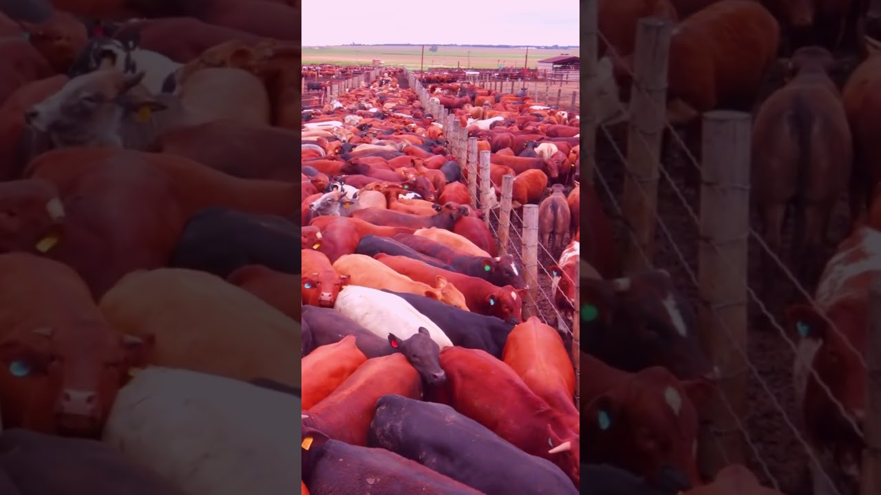 The United States: A Major Beef Producer in the World | SGK English