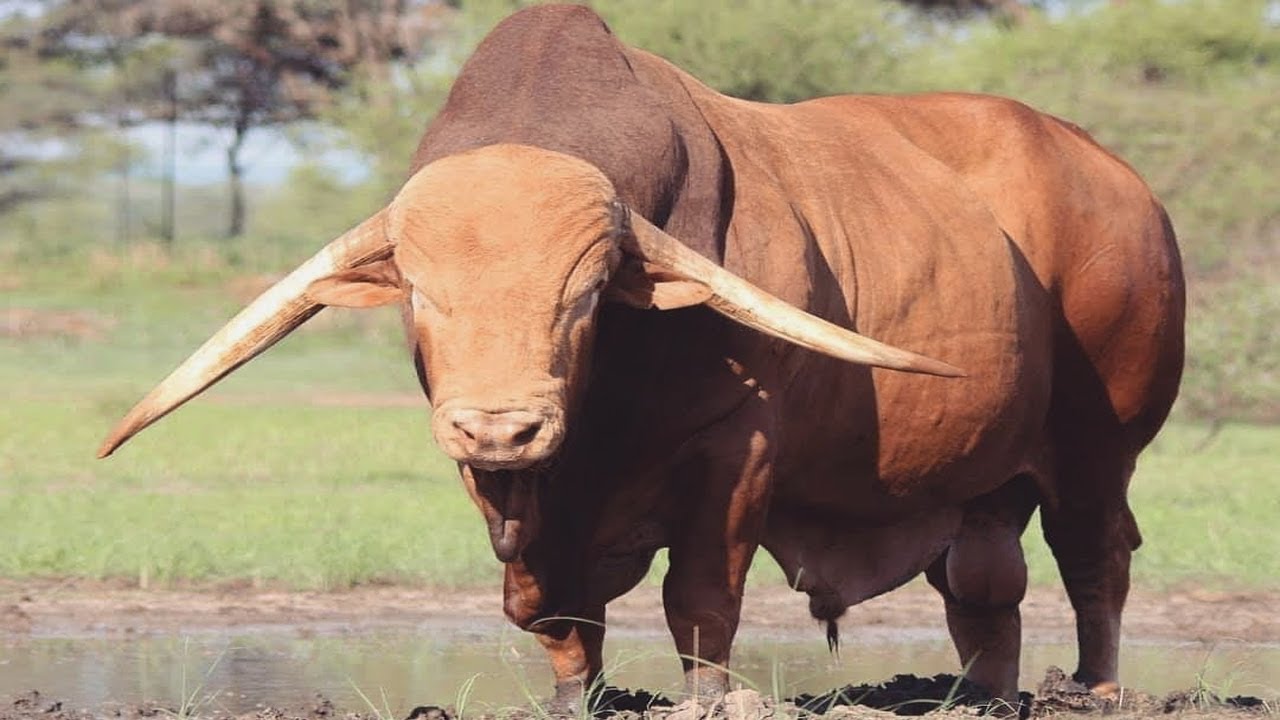 ⭕ AFRICANDER Cattle Breed HISTORY ✅ Every Breed In The World || AFRICANDER BULLS  / Biggest Bulls