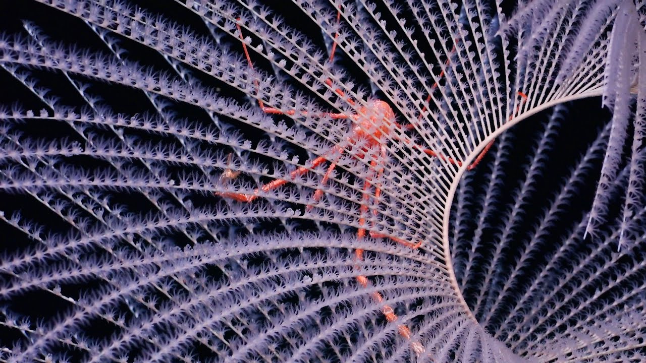Discovering Deep-Sea Corals of the Phoenix Islands 2 - Communities Above and Below