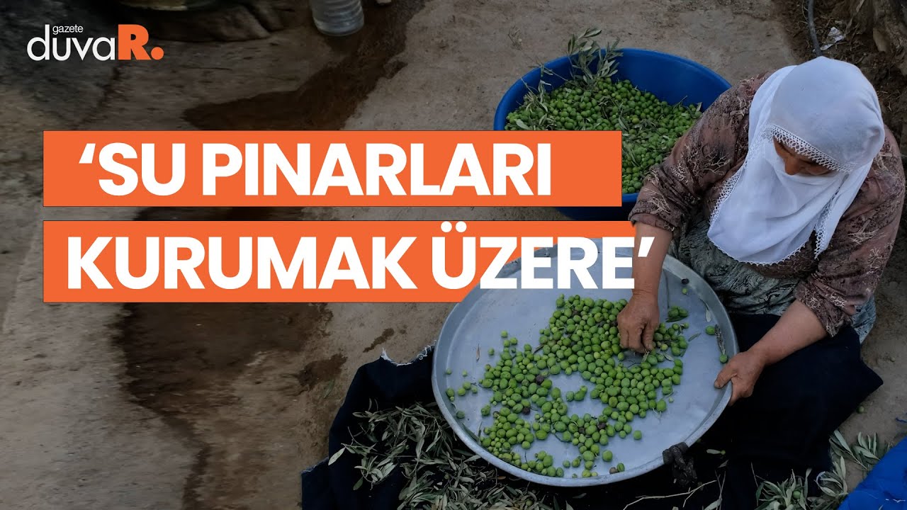 430 zeytin arasından birinci seçilen Derik halhalisi susuz kaldı