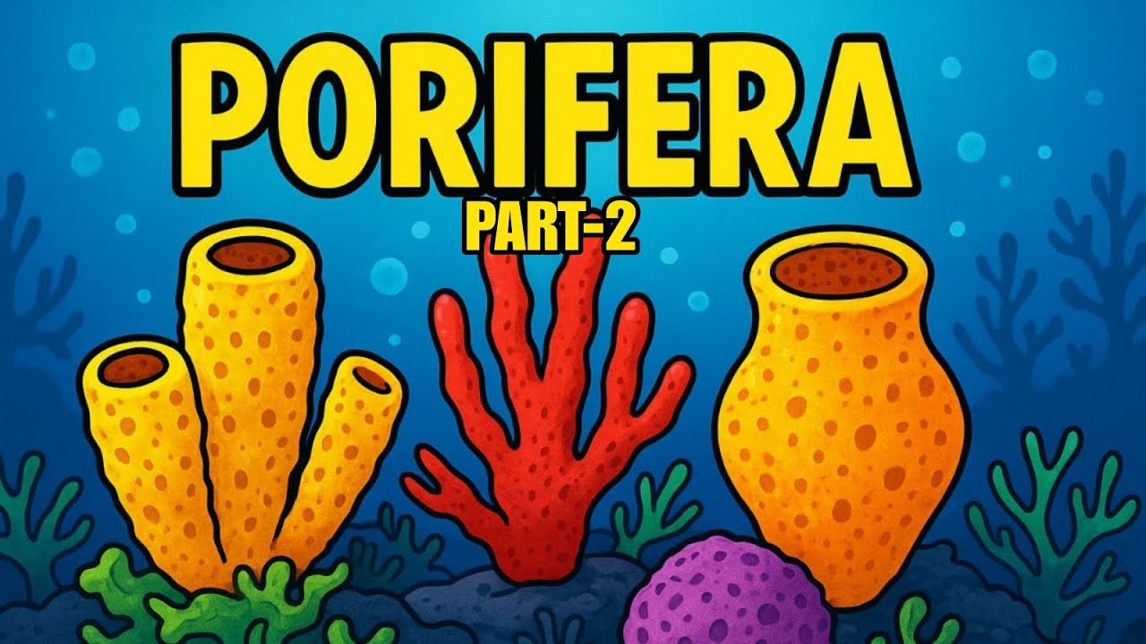 Animal Kingdom |  PHYLUM - Porifera Detailed Lecture Part 02 | Class 11 | Neet | Crash Course