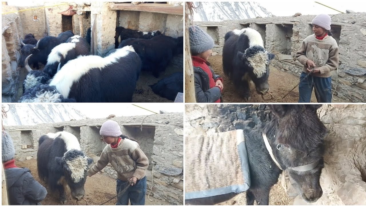 ||morning routine in village with yak donkey and sheep 🐑||😄 