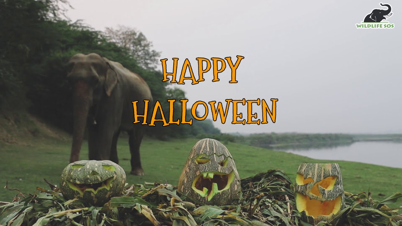 Halloween Celebrations At The Wildlife SOS Elephant Centre