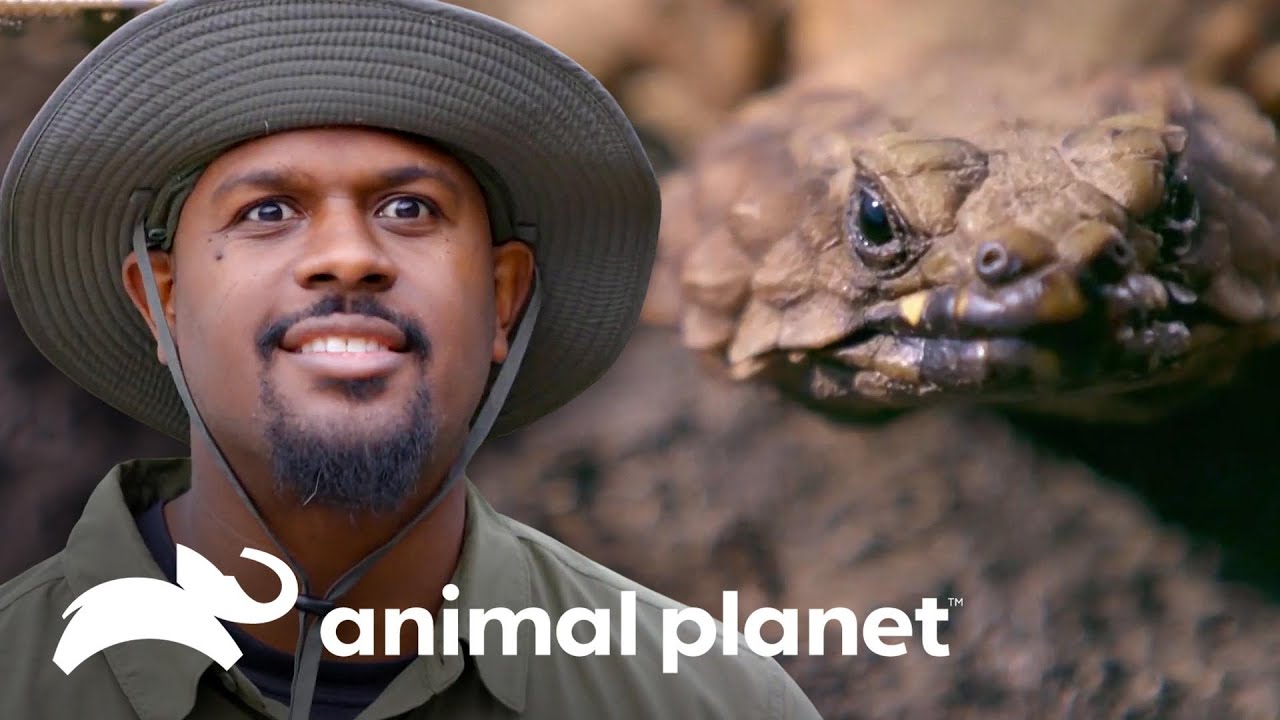 Dois répteis temidos e letais | Pequenos Gigantes da Natureza | Animal Planet Brasil
