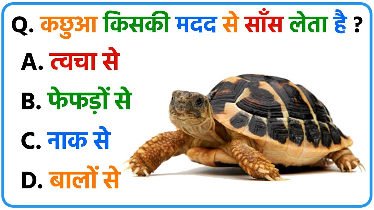 10 GK Questions in Hindi | General Knowledge Quiz | GK Questions with Answers | Hindi GK #gk #gkquiz