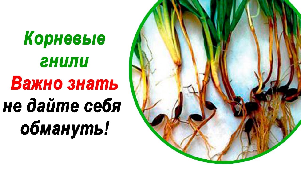 Корневые гнили. Мифы про Карбендазим.