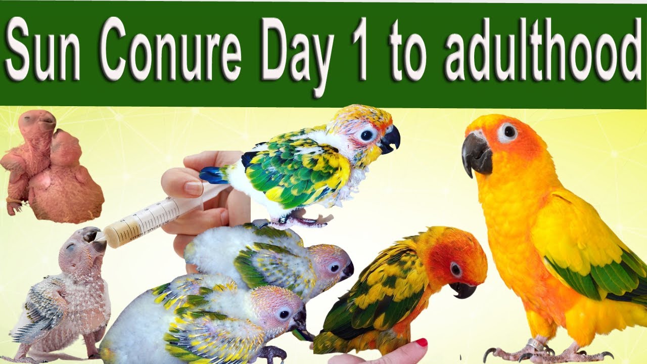Sun Conure From Baby to Adulthood | Birds Nest