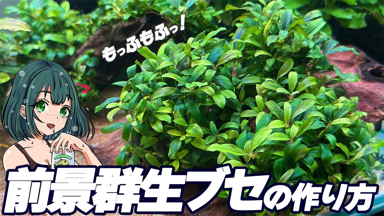 ブセファランドラ前景群生仕様！ミニチュアブセの作り方！