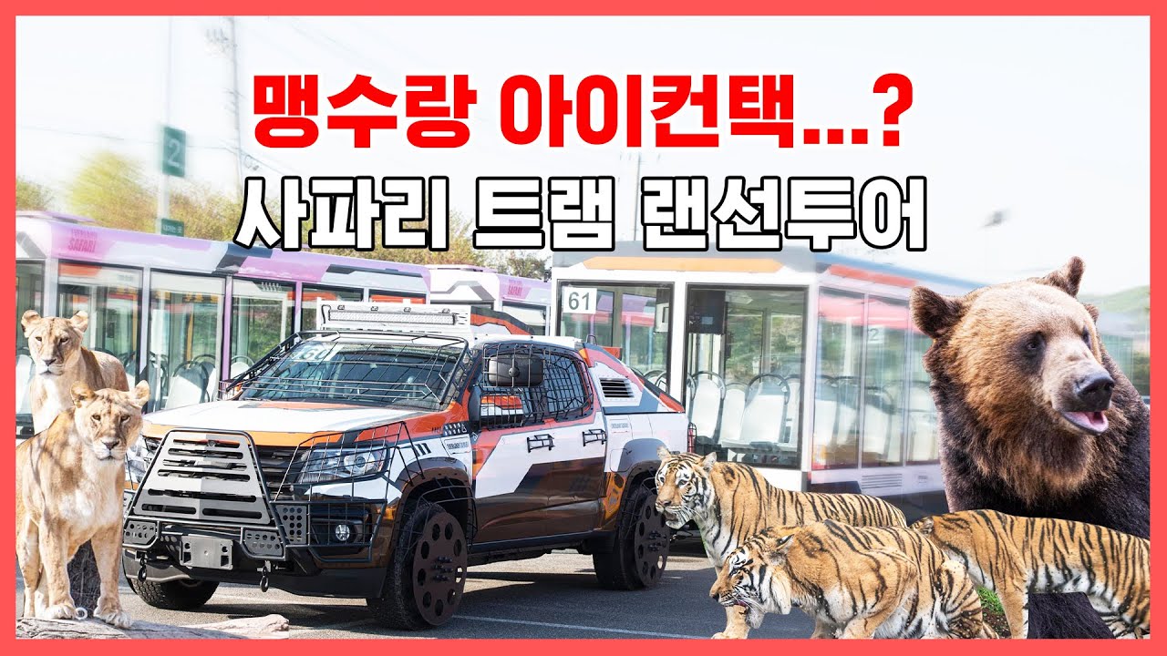 맹수랑 아이컨택 하고 싶은 분 들어오세요..👀  | 에버랜드 사파리월드 #와일드트램 1인칭 랜선투어 (Everland Safari World)