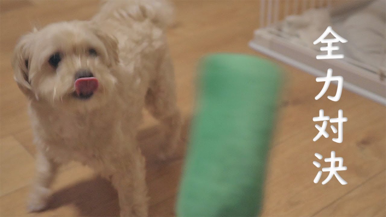 飼い主が疲れていようがお構いなし、全力で遊ばせてくる【マルプー】