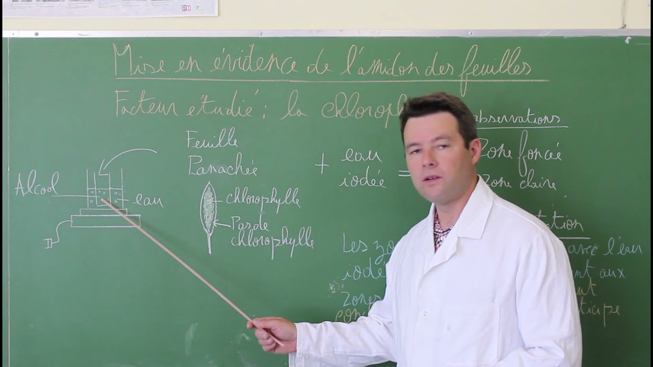 Photosynthèse 2 : mise en évidence amidon et chlorophylle des feuilles