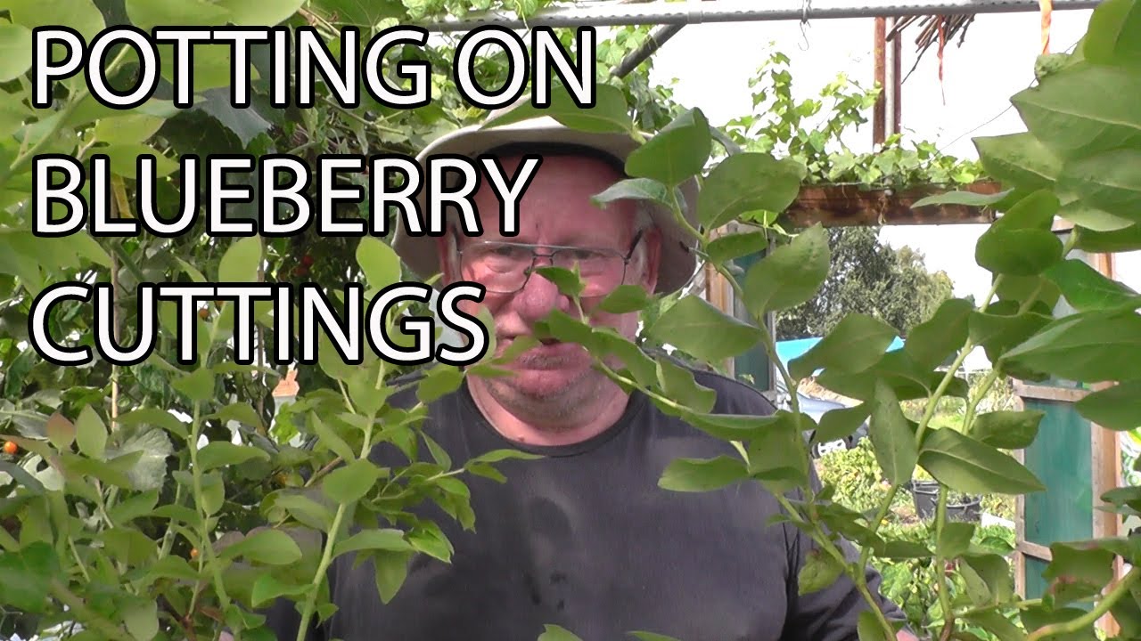 Blueberry - Potting Up the Cuttings