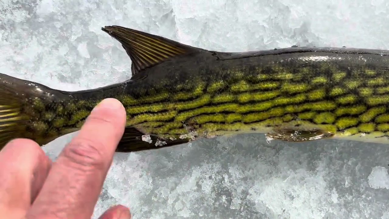 Aventuri la copca pe gheață groasă biban și știuca ice fishing bass and pickerel 02/25