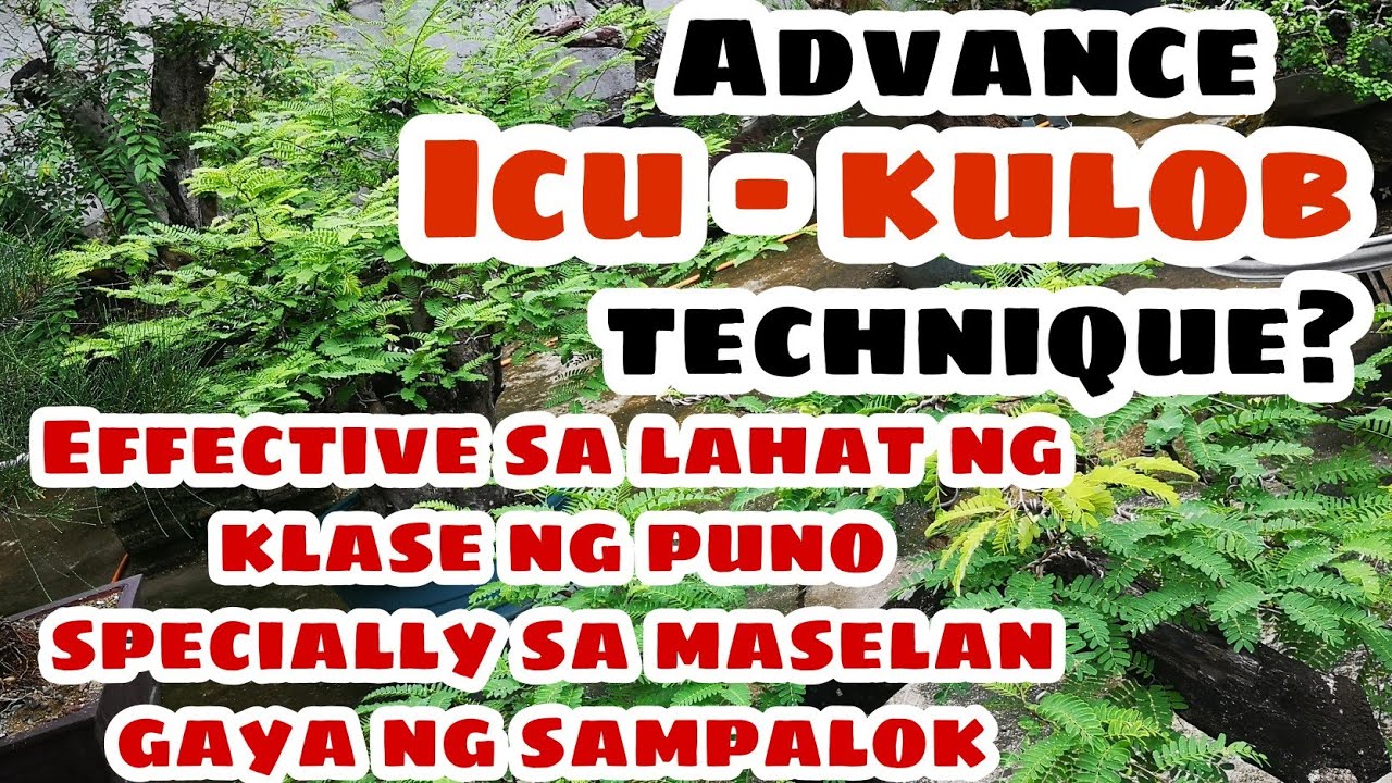 How to plant bonsai using (ADVANCE) ICU technique, bonsai trees for beginners