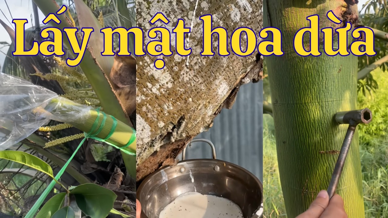Tổng hợp video hay phần 18: Lấy mật hoa dừa, cây mũ trôm, cây gòn cũng không yên phận được