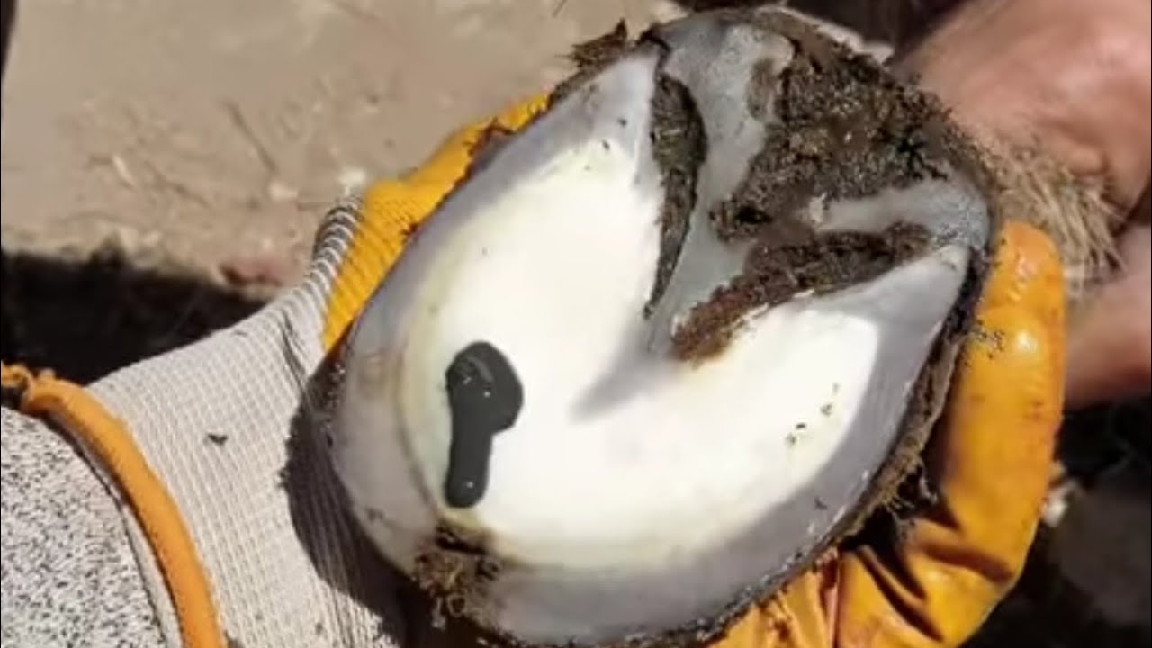لا حول ولا قوة الا بالله دواءحمار مسكين يتألم من الوجع /خراج