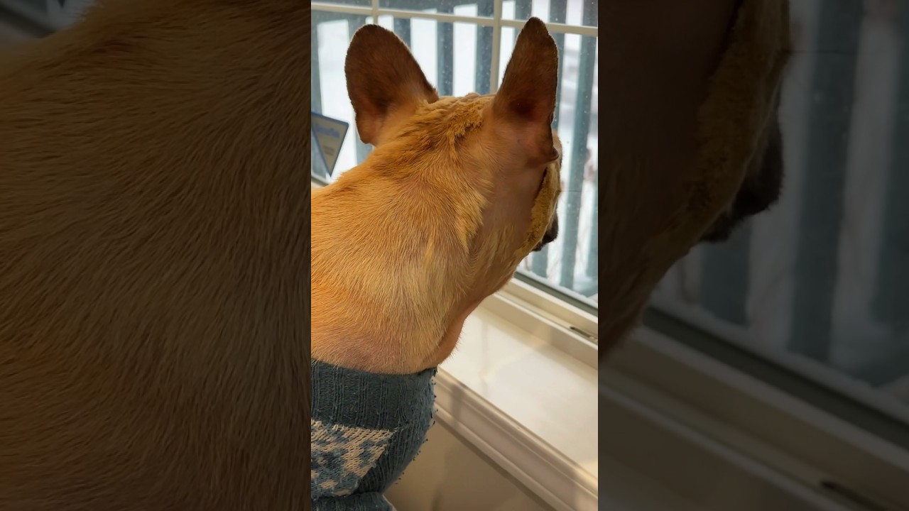 Louis waiting for his Gf #trendingshorts #doglover #frenchbulldog #trending song #calgary #canada