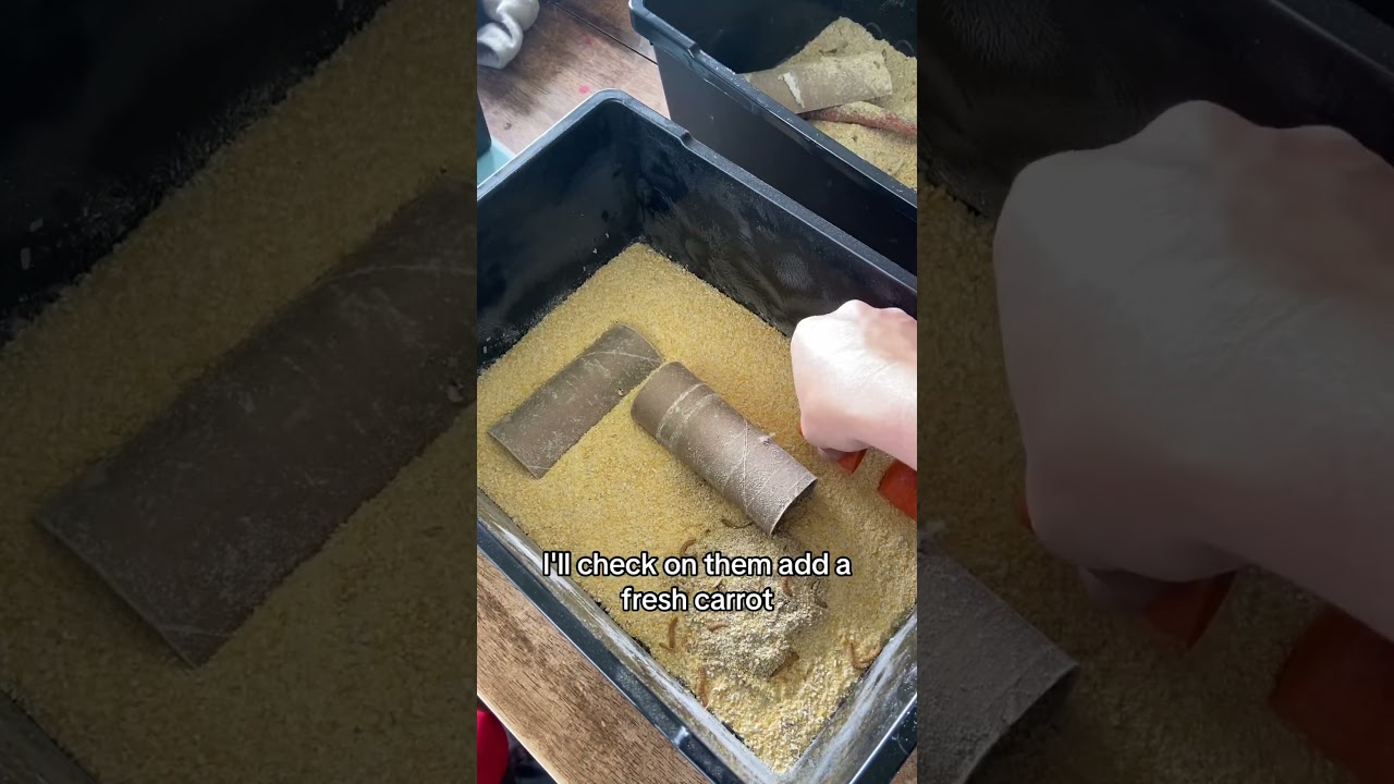 How to set up a #mealwormfarm in five minutes with minimal supplies and effort. #mealworms