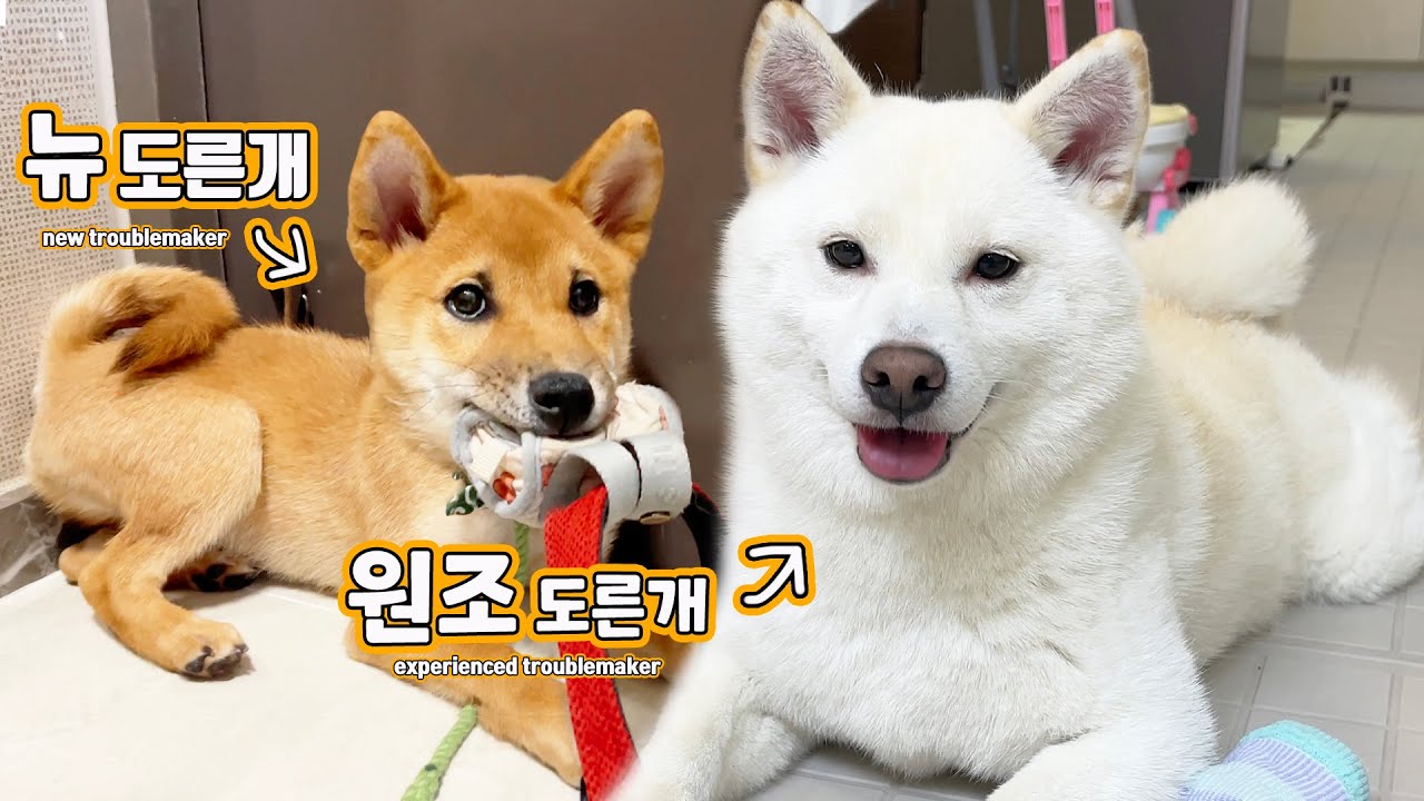 강아지 대신 돌봐드립니다..! (긱몬x솜이네 곰이탱이여우)