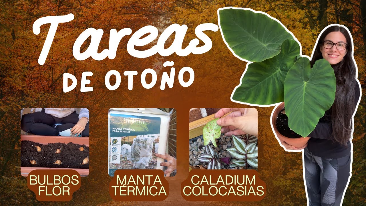 Lo que DEBES hacer en tu jardín este OTOÑO🍃 (si quieres flores en primavera)