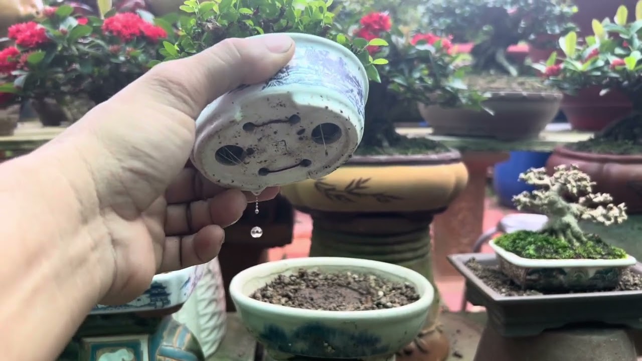 Chăm sóc Bonsai mùa mưa, những điều cần lưu ý