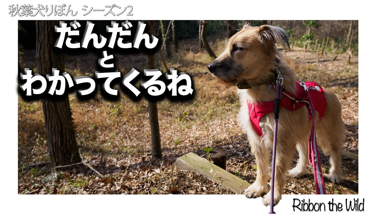 お互いにわかってくる_秋葉犬との暮らし