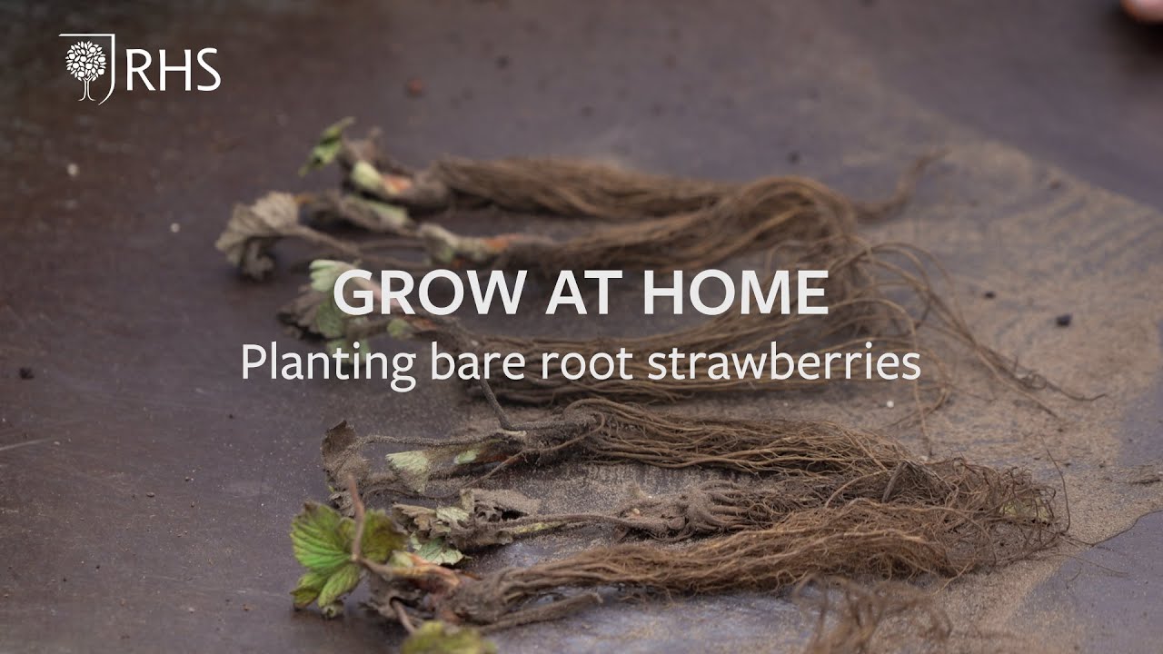 How to plant bare root strawberries | Grow at Home | Royal Horticultural Society