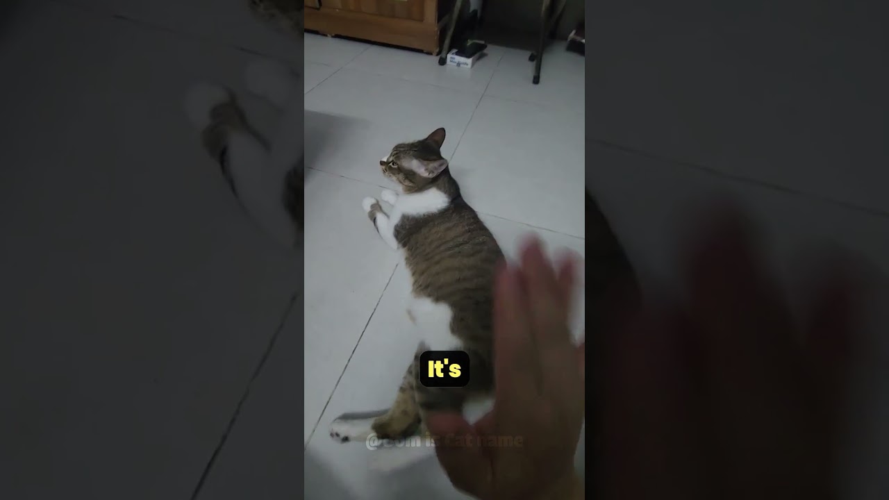 Why Cats Wiggle Before They Pounce 🐱💨 | Cat Hunting Instinct Explained #cats #catfacts #catlovers