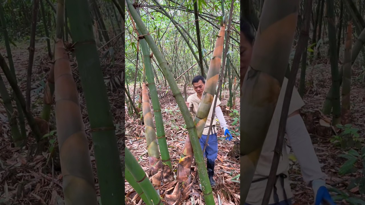 Fantastic Huge Bamboo Shoot Cutting #satisfying #amazing #farming #agriculture #farmlife #wildlife