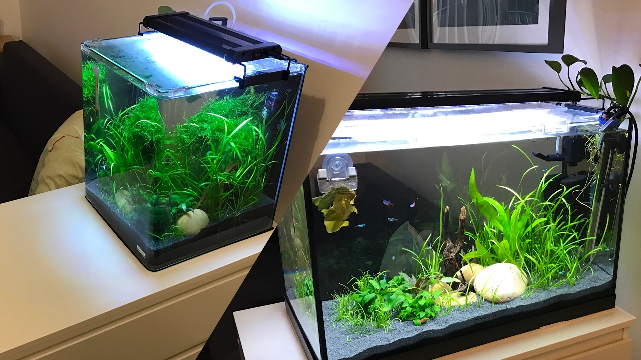 Upgrading the Shrimp Tank from start to finish