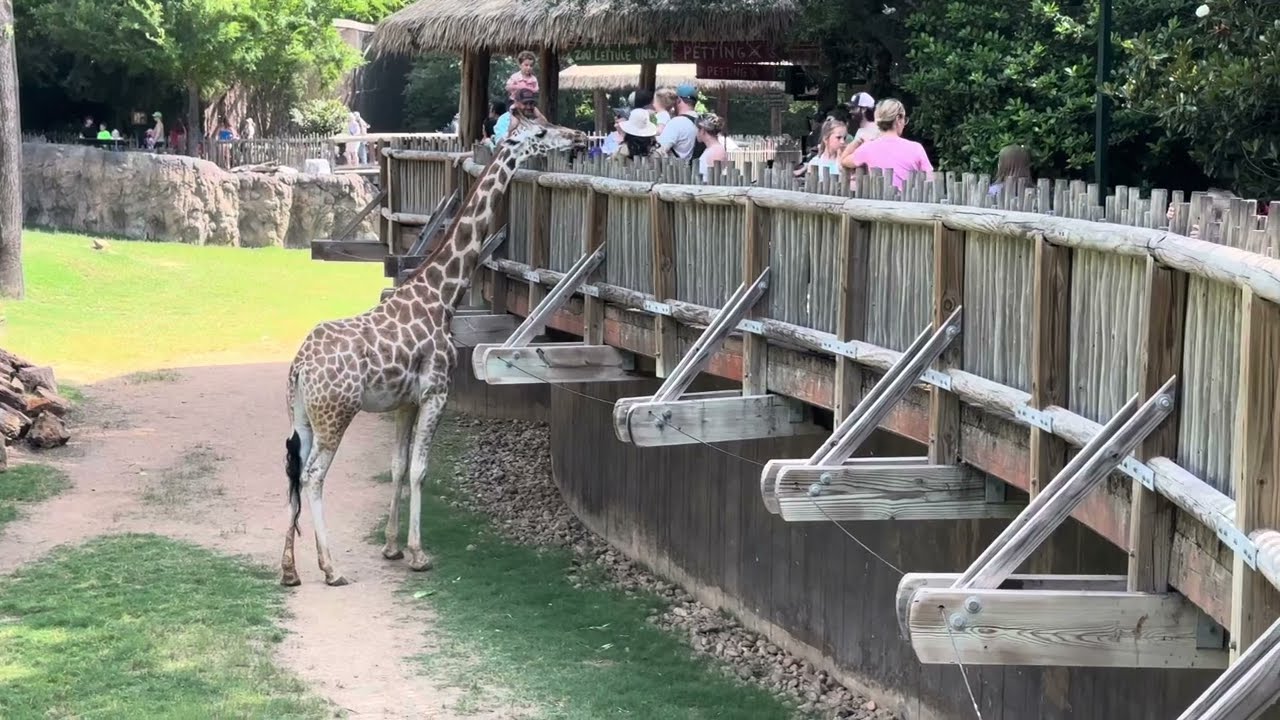 New trip to Fort Worth Zoo: Memorial Day Special 2025