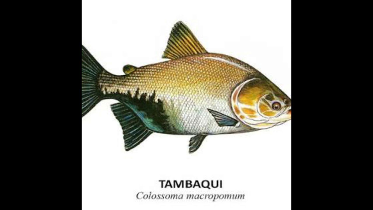 26 PEIXES DA AMAZ&Ocirc;NIA