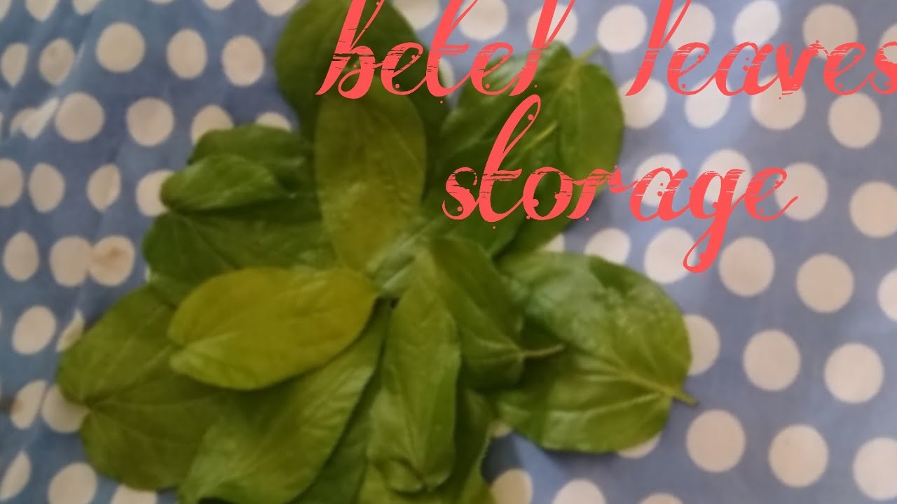 #how to store betel leaves తమలపాకులు, how to storage betel leaves