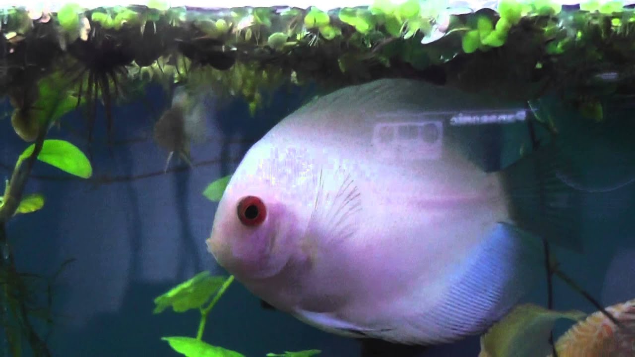 Kenny's discus April 2014 shipment (better recording)