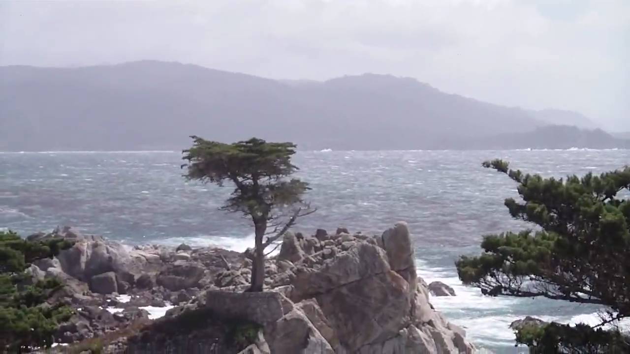 The Lone Cypress of Pebble Beach