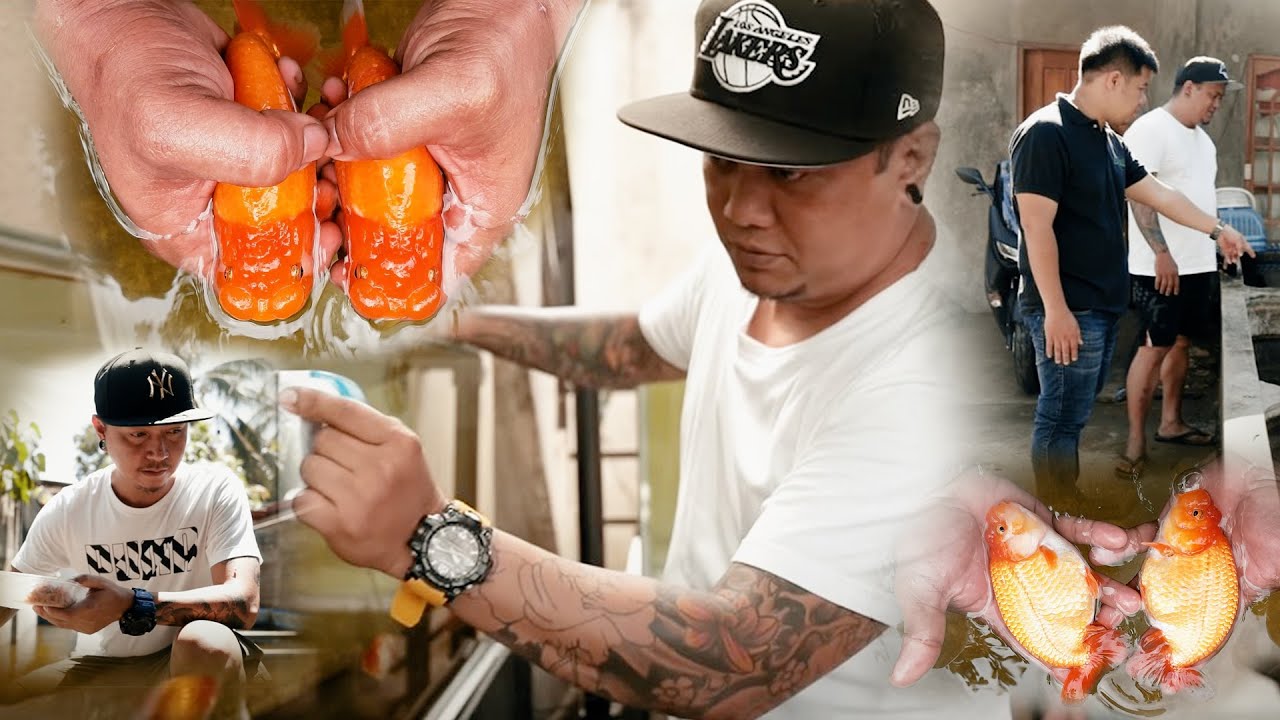 FV VLOG #056: San Goldfish’s Solid Buffalo Ranchu + GIVEAWAYS