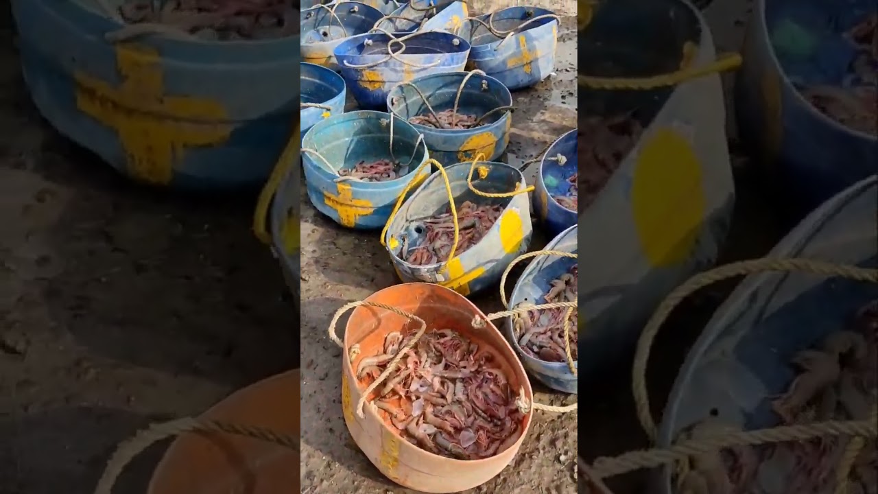 Versova Wholesale Fish Market Tour🐟🐠| Best Market👍| very Best Prices|Sara's multiblog✨