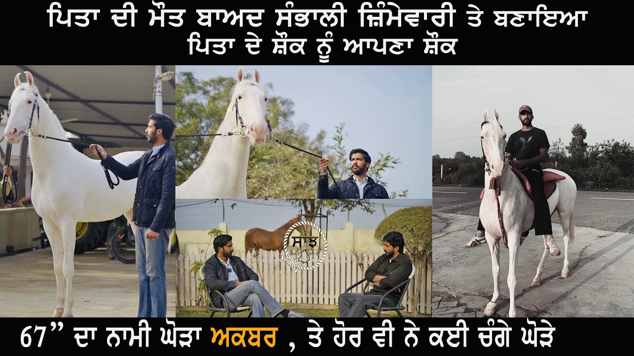 Sekhon Stud Farm Gobindgarh | Stallion Akbar |  Saffran Te.. Ep 14 | Saanjh Dil Ton Dilan Di