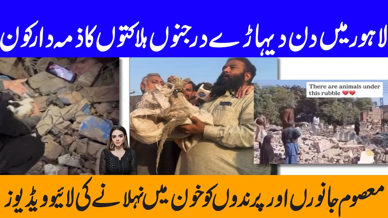 Lahore Pets Market Real Story   Maria Ali 