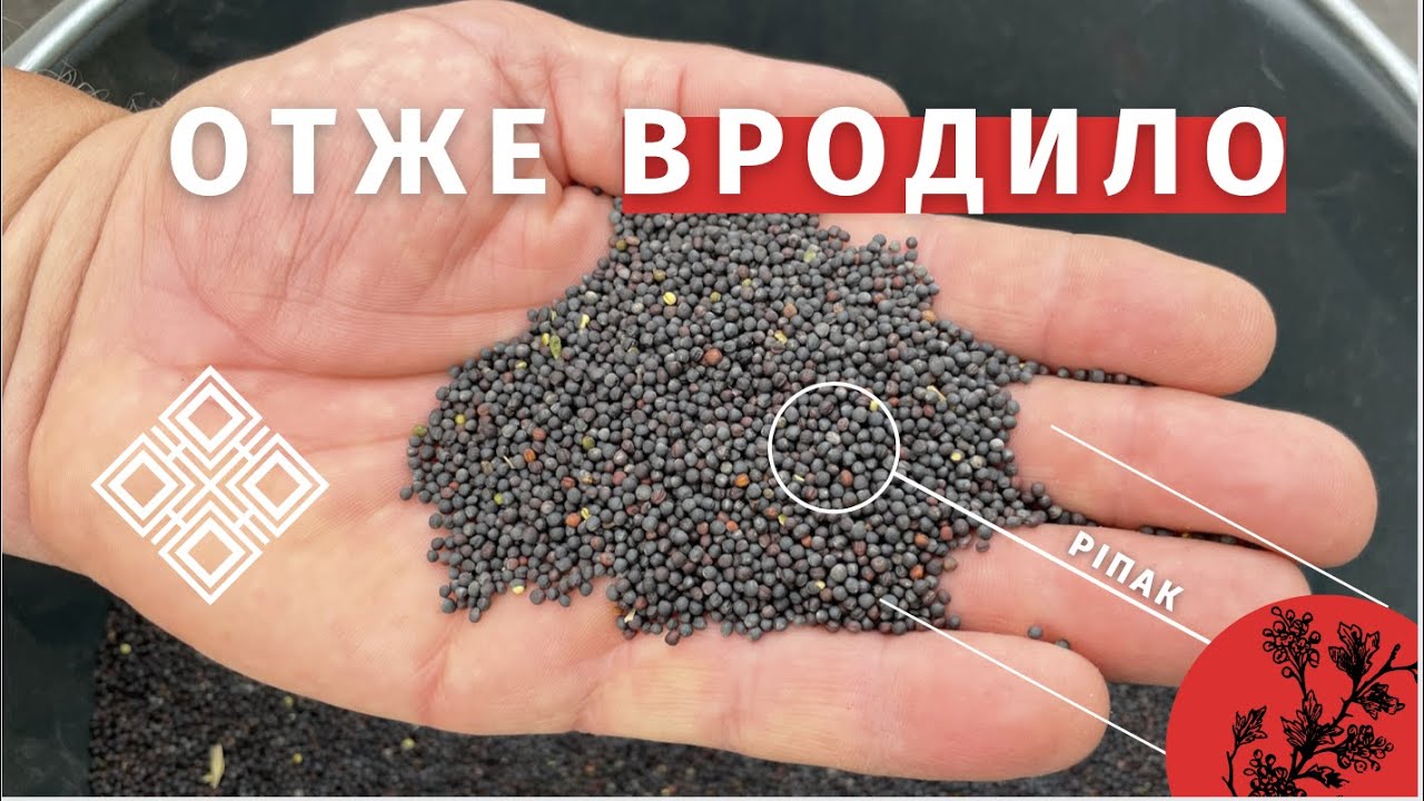 Урожайність гібридів ріпаку озимого ВНІС™