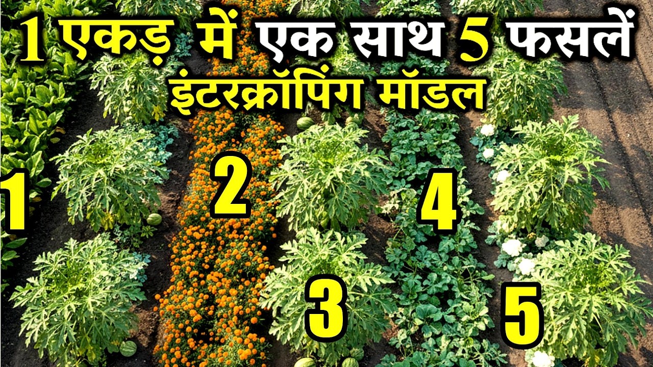 1 Acre Papaya Intercropping Model | Complete Plan for Better Income with Turmeric, Marigold, Wate...