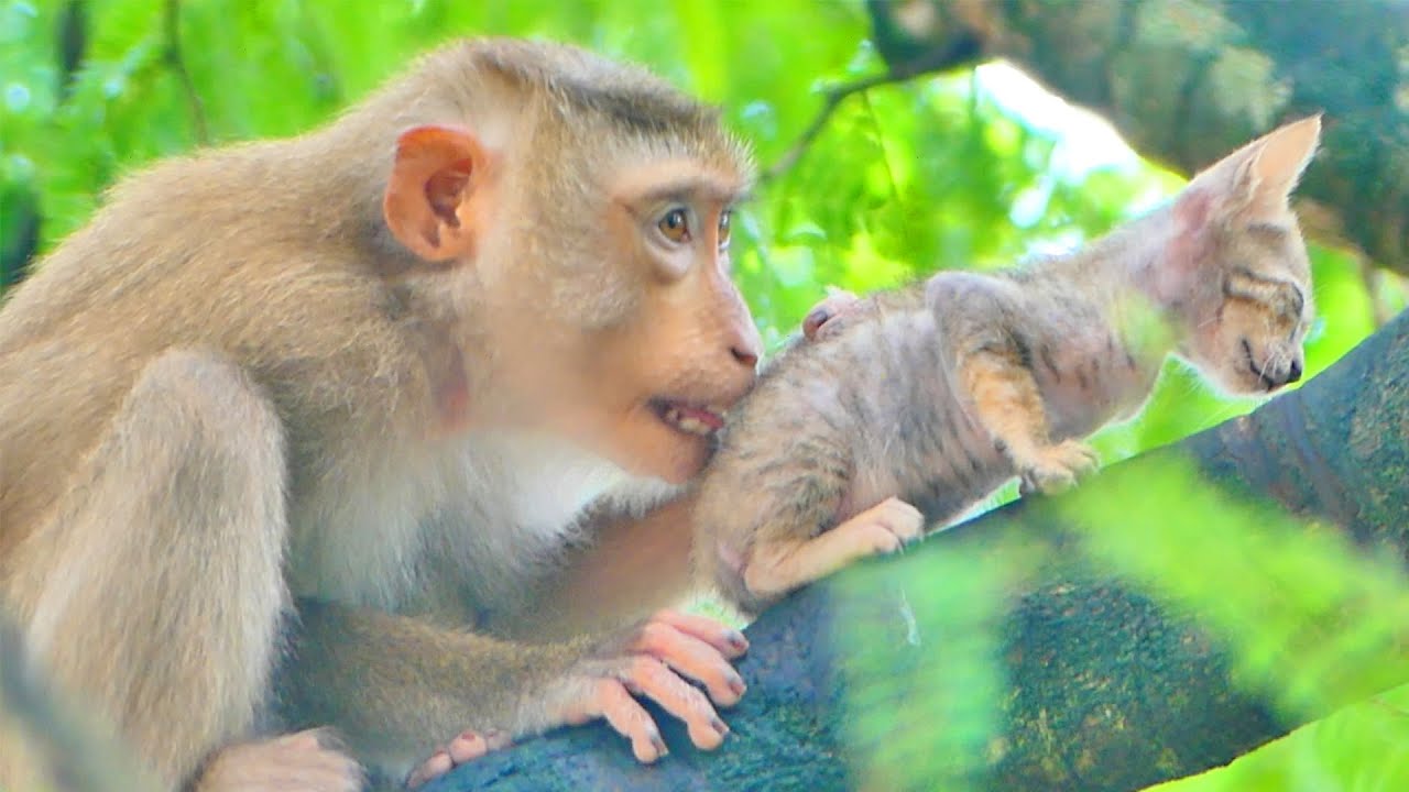 Wow, Wow...Young Monkey Jason Just K-i-d-naps a Cute Kitty From Mummy to care for love with grooming